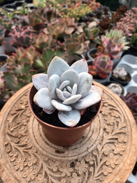 Echeveria laui