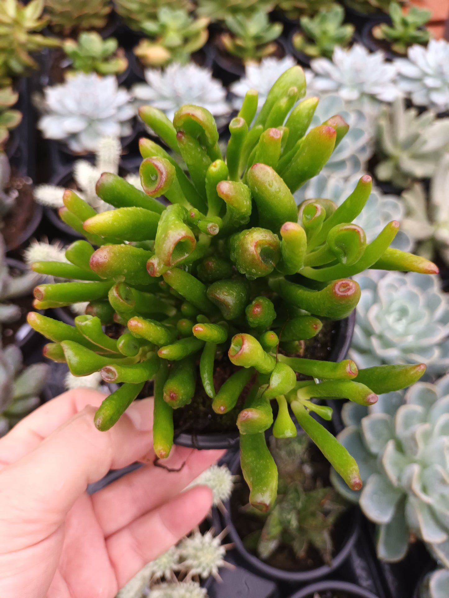 Crassula Ovata Horn Tree