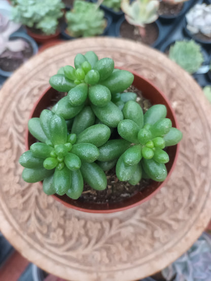 Sedum hernandezii