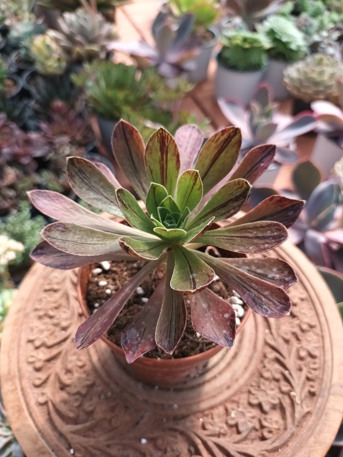 Aeonium 'Vera'