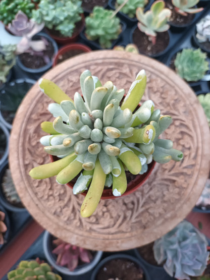 Senecio scaposus
