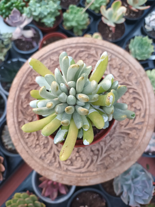 Senecio scaposus