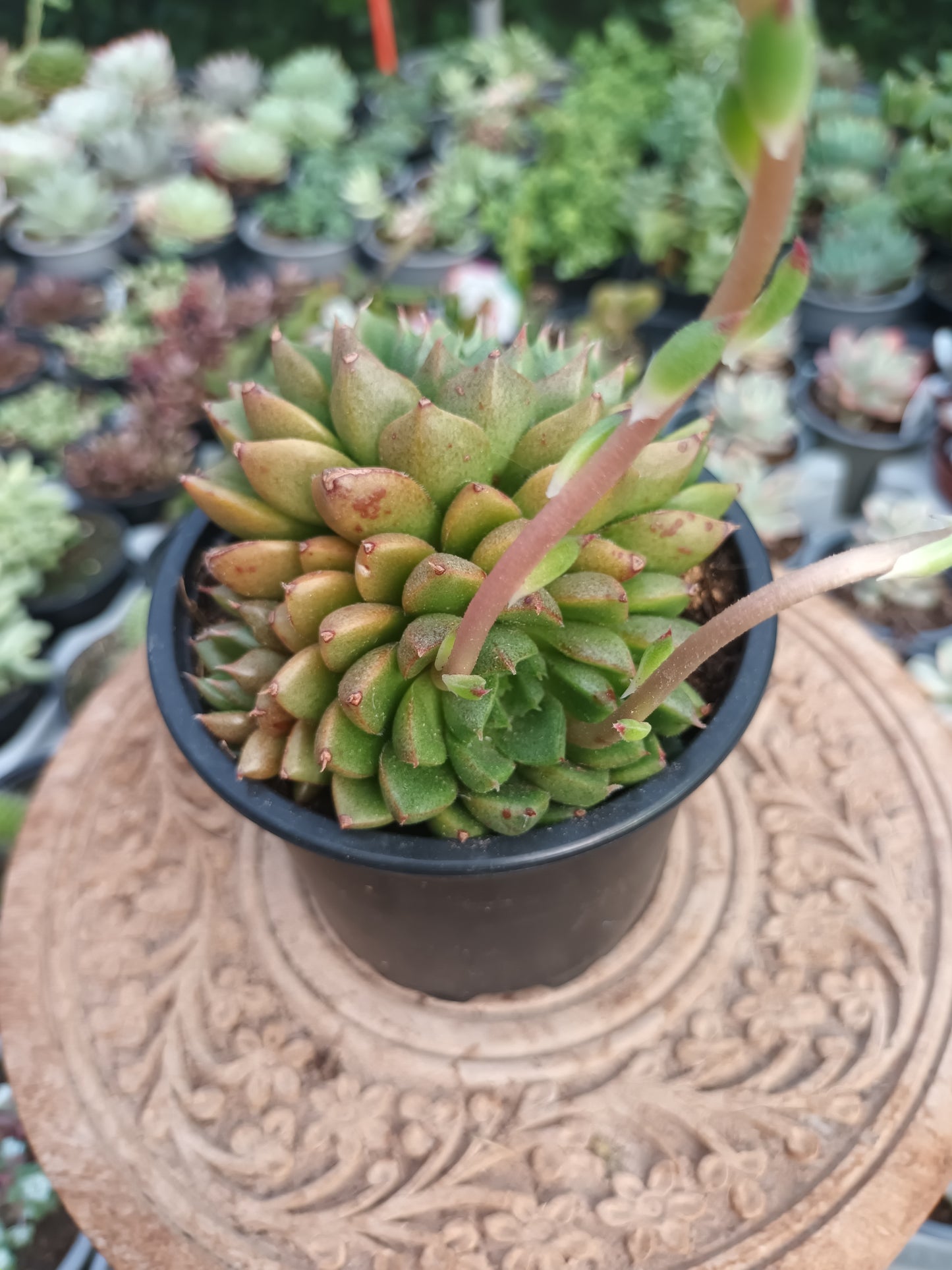 Echeveria Setorum Victor