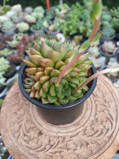 Echeveria Setorum Victor