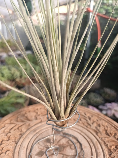 Tillandsia juncea-M