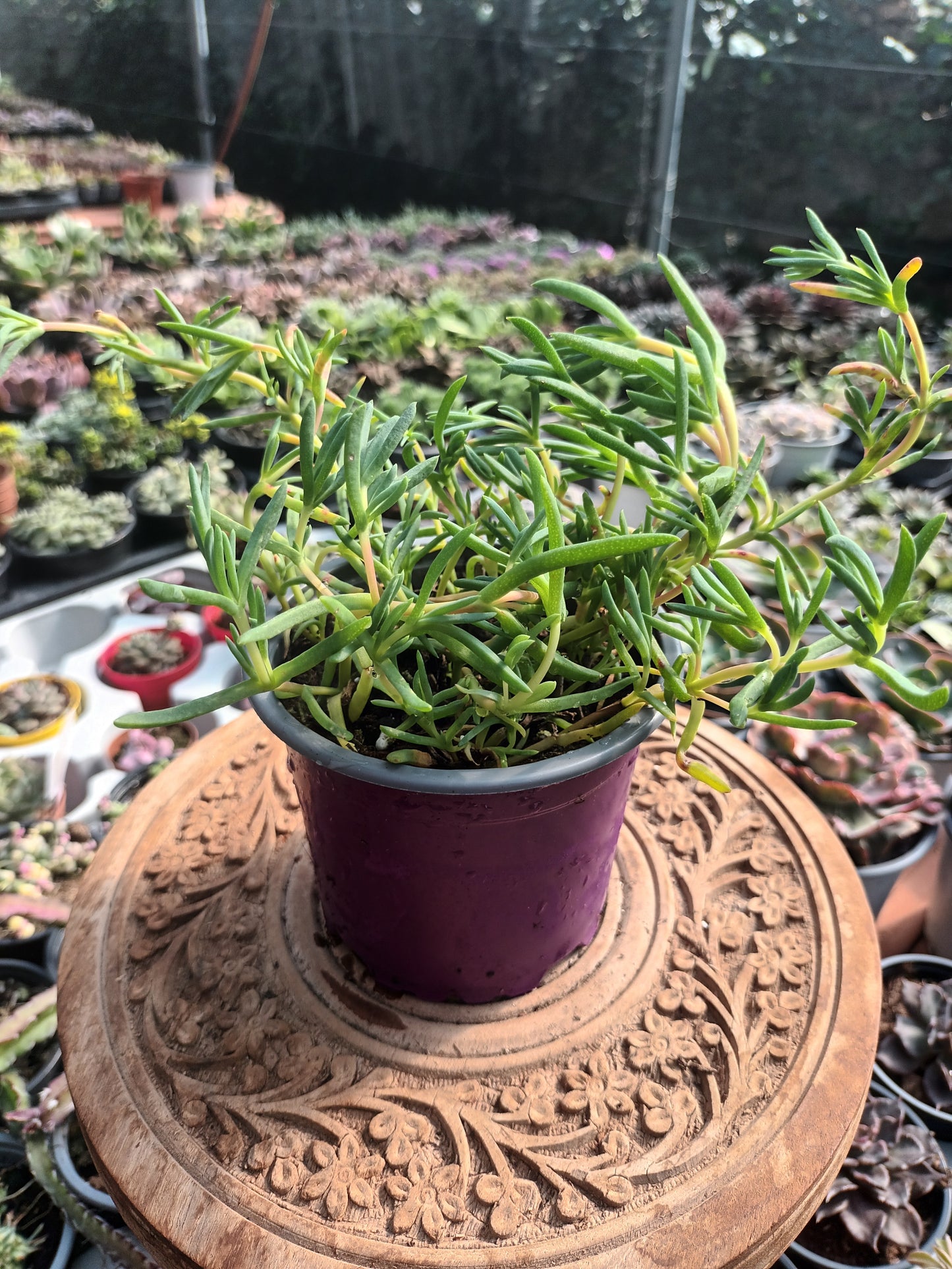 Delosperma spp / Rayito de sol