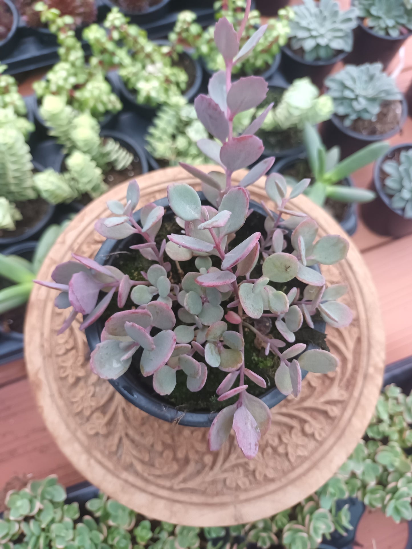 Sedum Sunsparkler ‘Plum Dazzled’