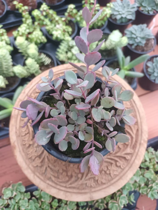 Sedum Sunsparkler ‘Plum Dazzled’