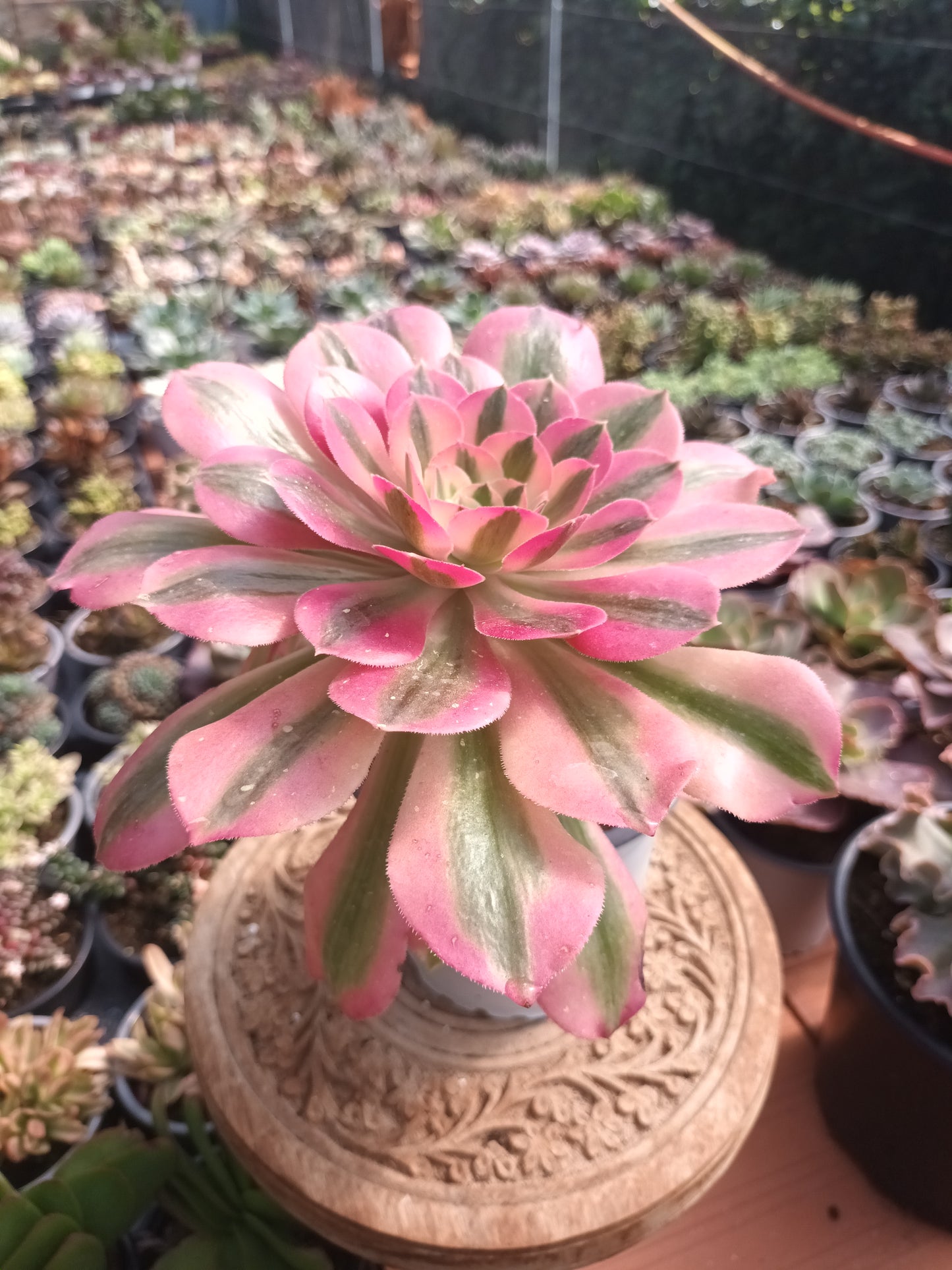 Aeonium Pink Witch