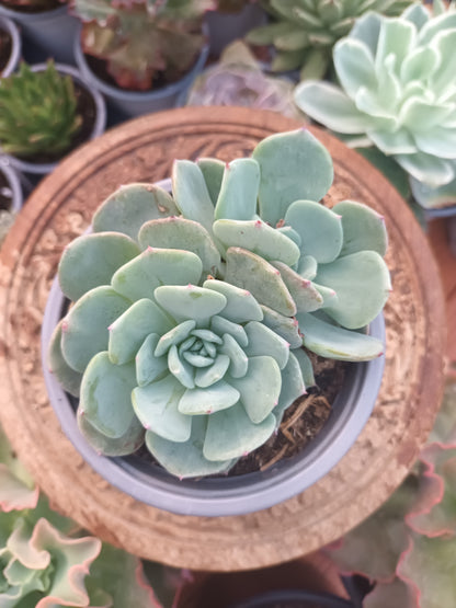 Echeveria 'montblanc'