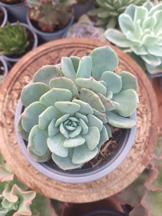 Echeveria 'montblanc'