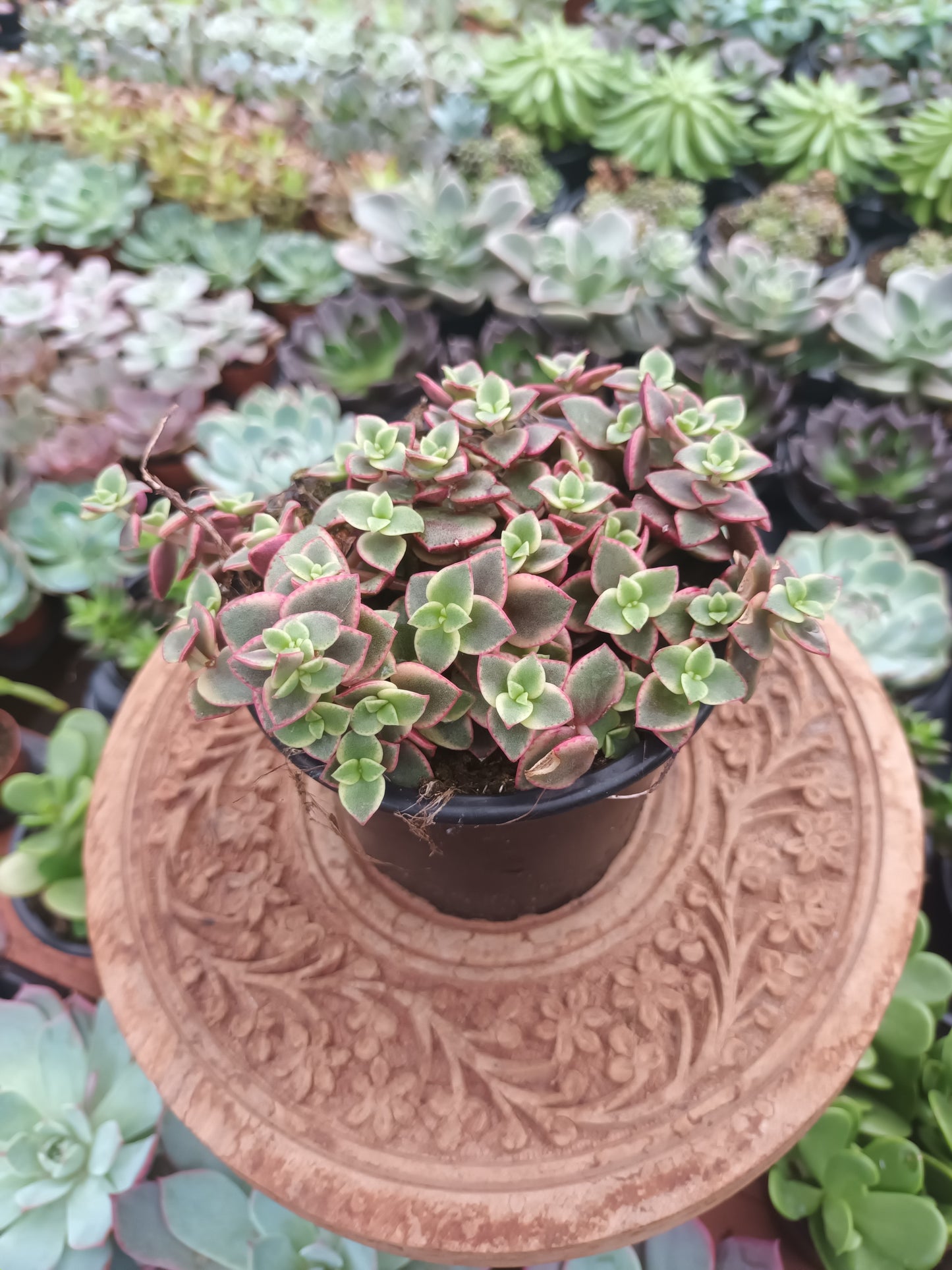 Crassula Pellucida Subsp. Marginalis Variegataa