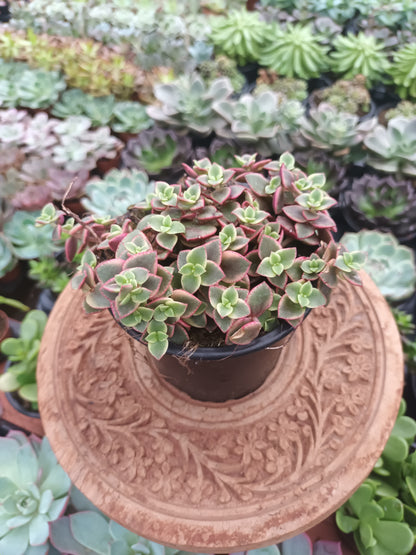 Crassula Pellucida Subsp. Marginalis Variegataa