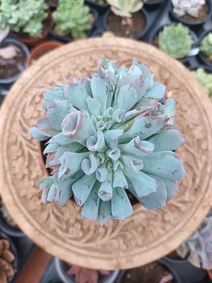 Echeveria Pig Nose