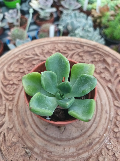 Echeveria setosa var.oteroi