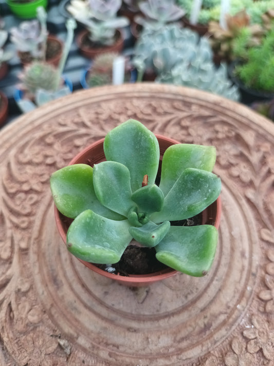 Echeveria setosa var.oteroi
