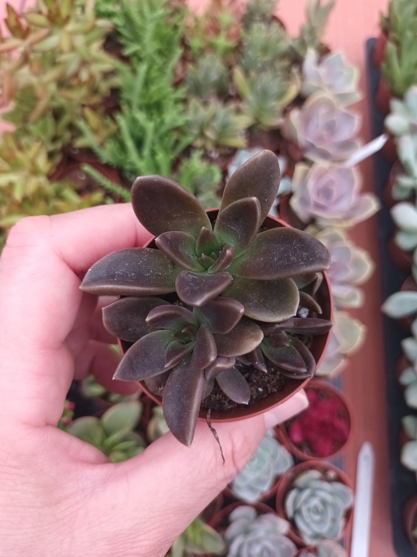 Echeveria Serrana