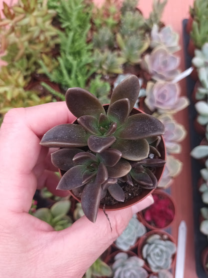 Echeveria Serrana