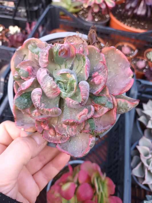 Echeveria Beyonce rainbow