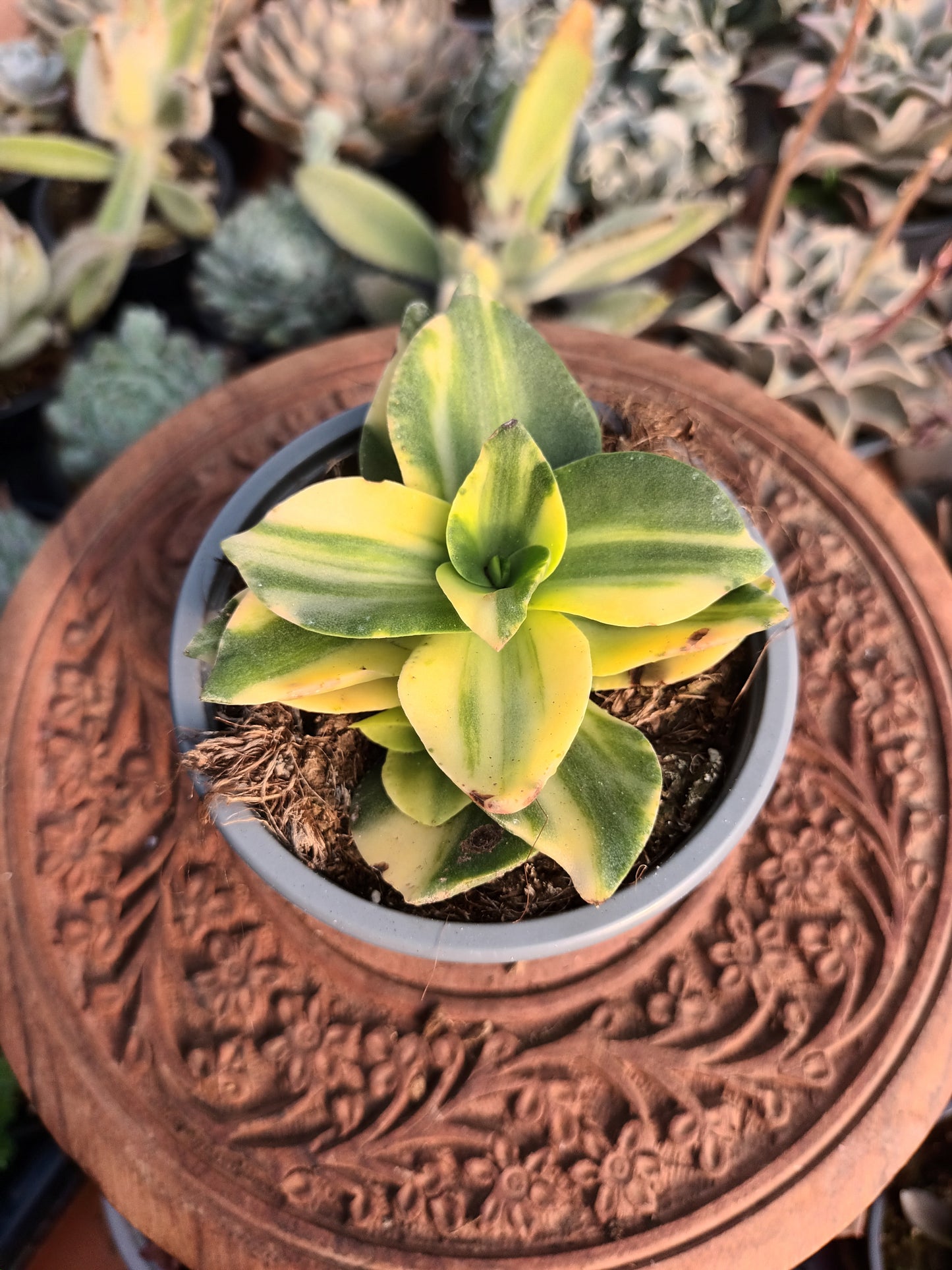 Crassula lactea variegata