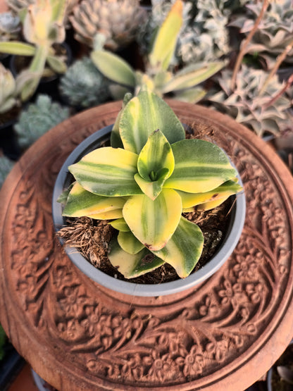 Crassula lactea variegata
