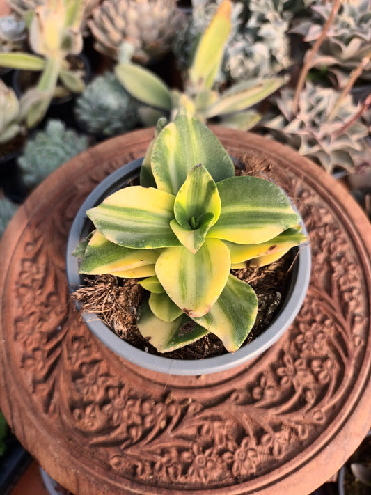 Crassula lactea variegata