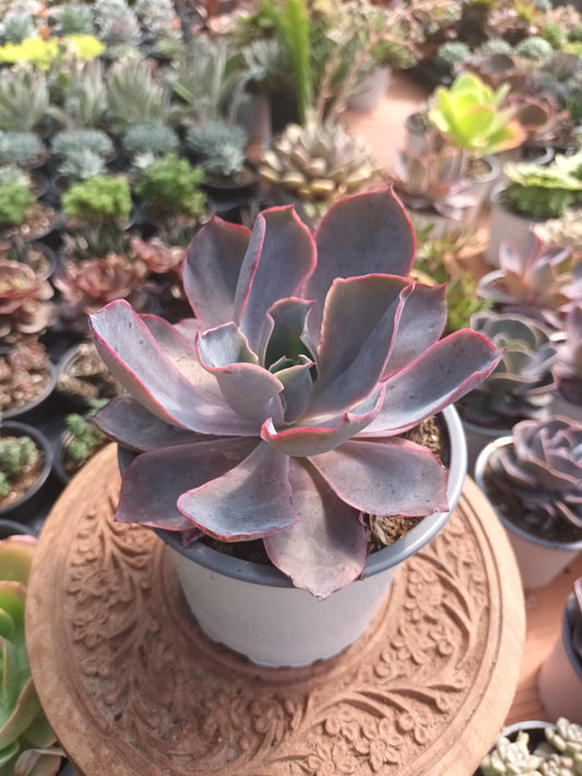 Echeveria afterglow