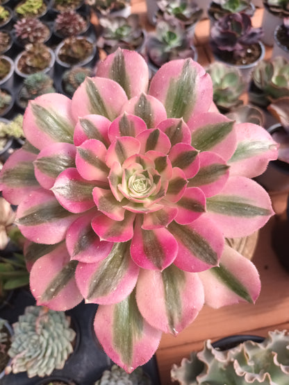 Aeonium Pink Witch