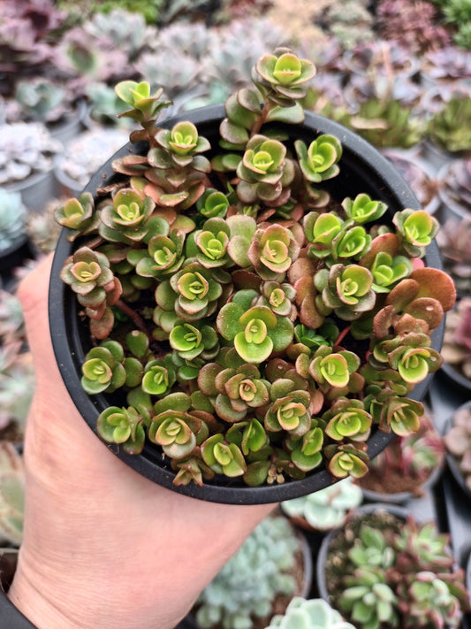 Sedum Tetractinum