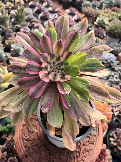 Aeonium fendai