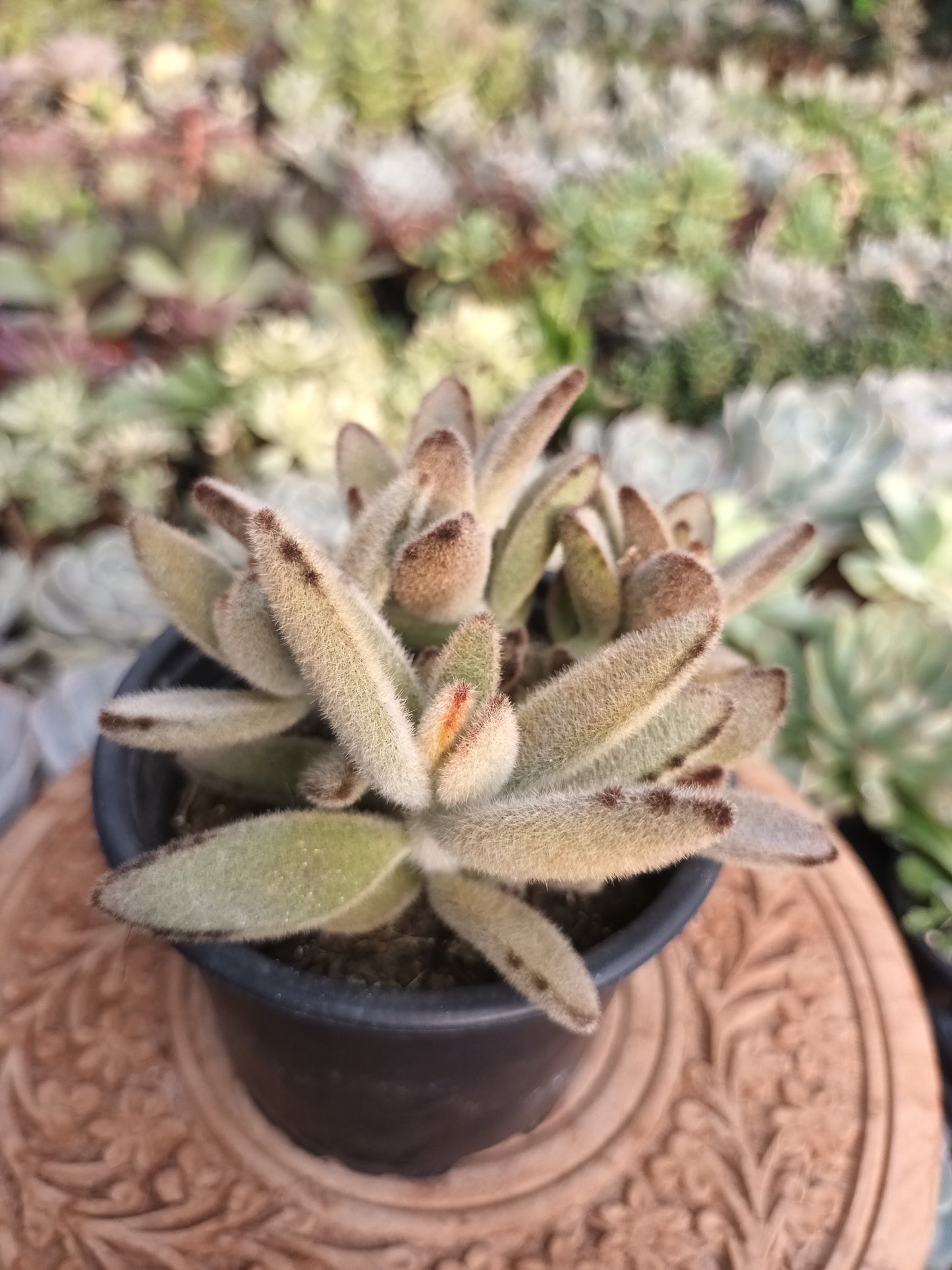 Kalanchoe Tomentosa Yellow