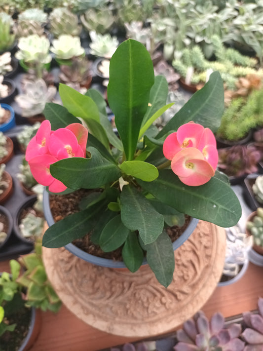 Euphorbia milii flor rosa
