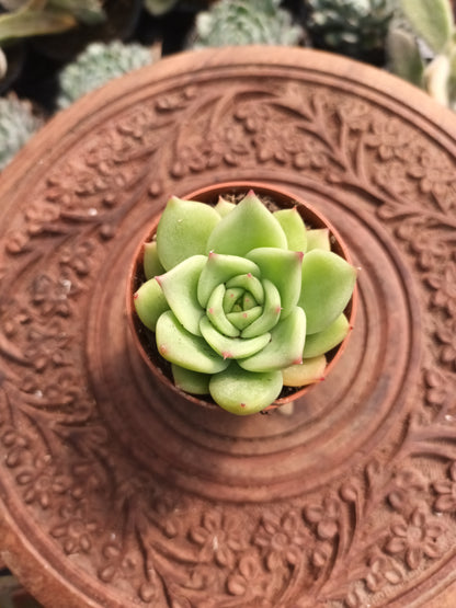 Echeveria colorata verde