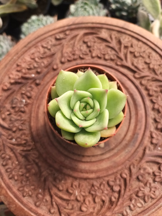Echeveria colorata verde