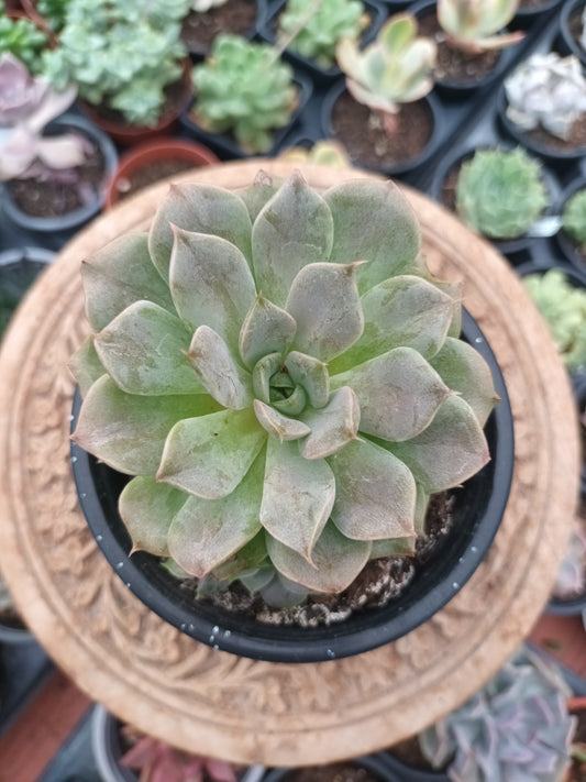 Echeveria Merriman
