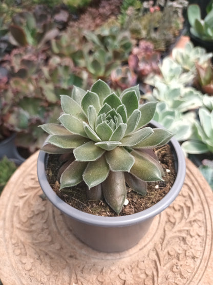 Sempervivum Soft Line Xera