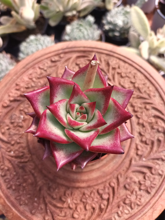Echeveria agavoides 'Electra'