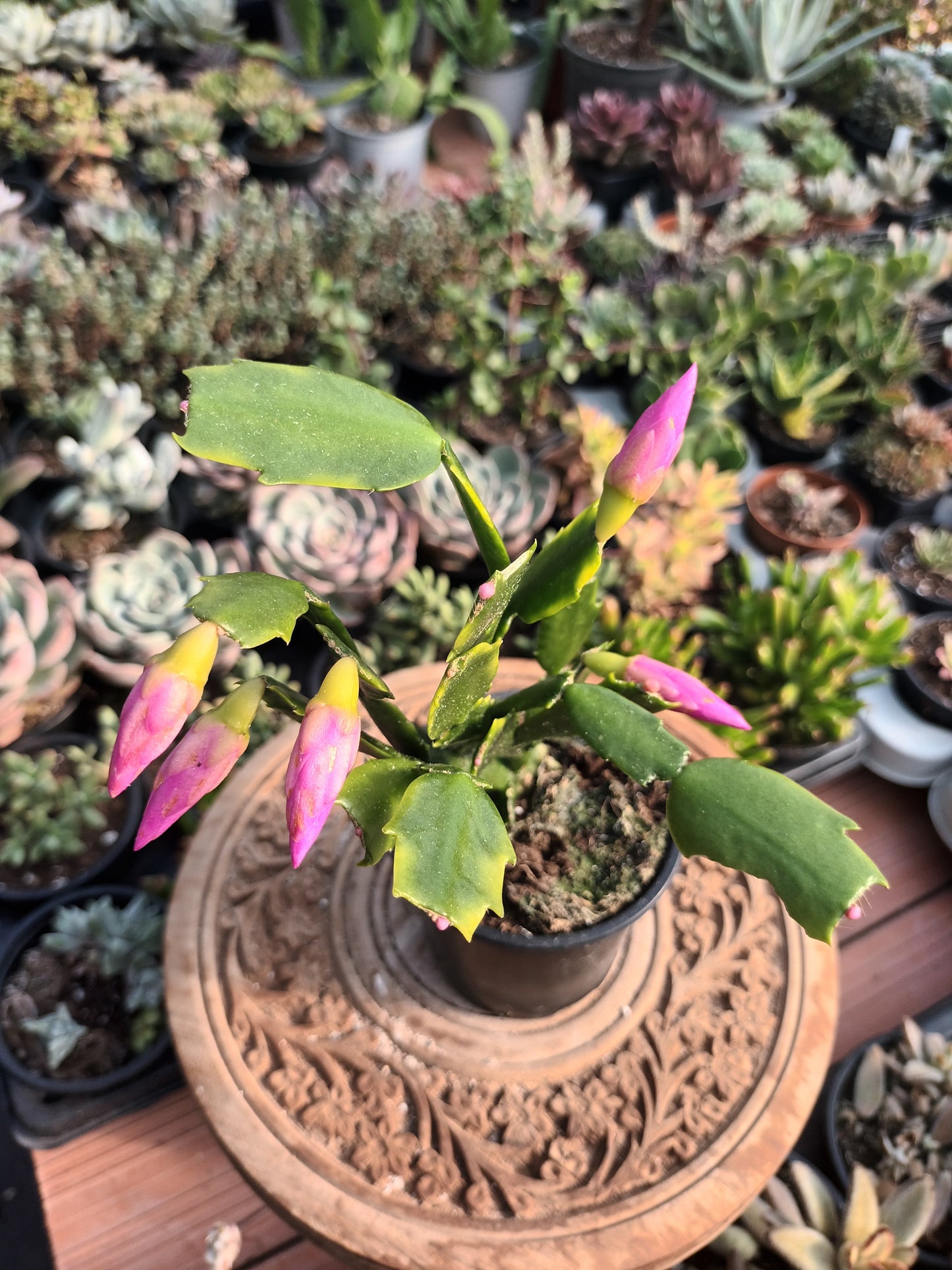 Cactus de Navidad flor rosa
