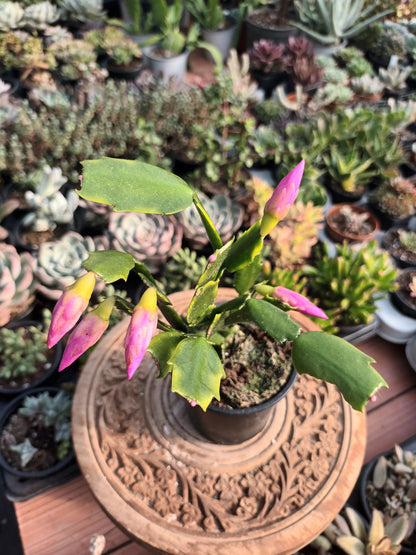 Cactus de Navidad flor rosa