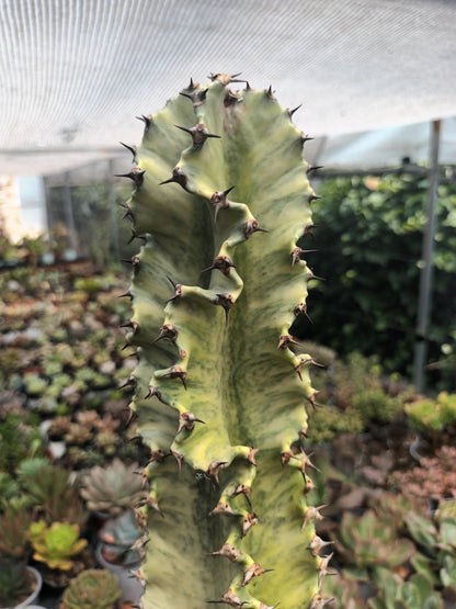 Euphorbia ingens variegata