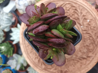 Crassula clavata