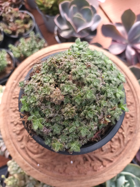 Crassula setulosa