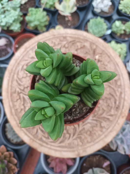Crassula benjamín
