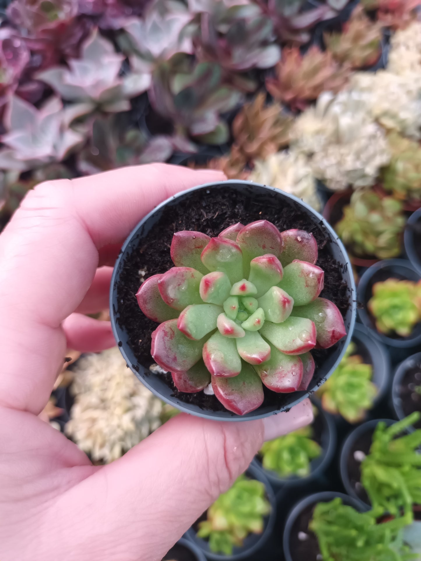 Graptoveria bashful