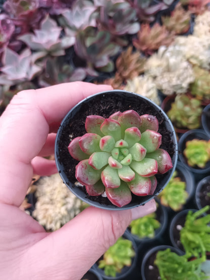 Graptoveria bashful