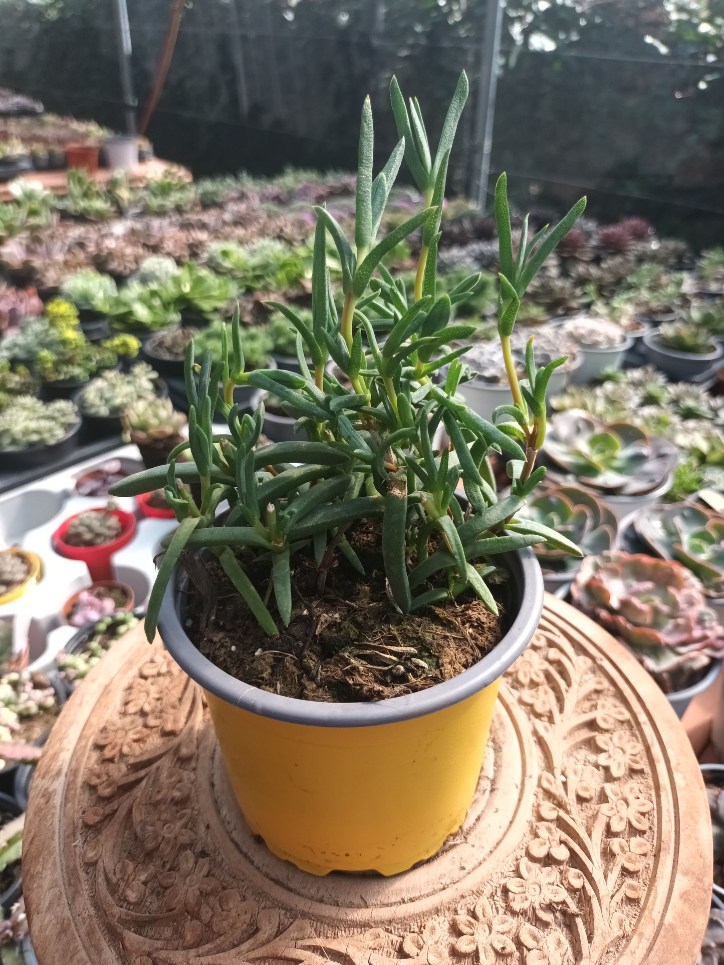 Delosperma spp / Rayito de sol