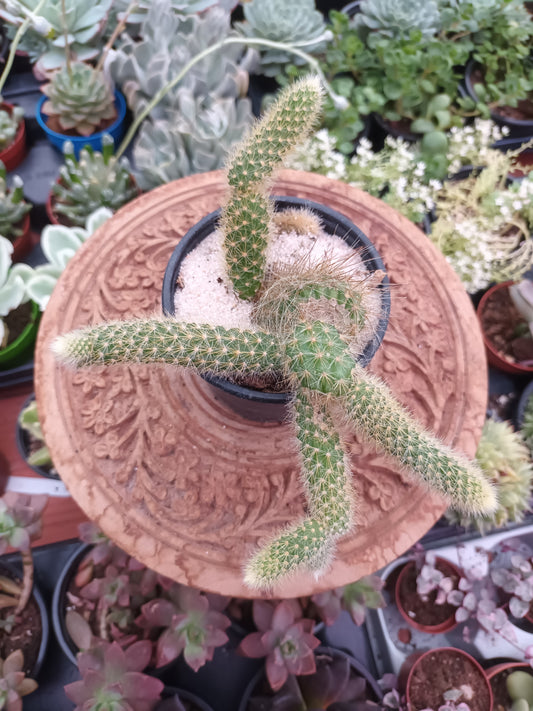 Cactus cola de mono