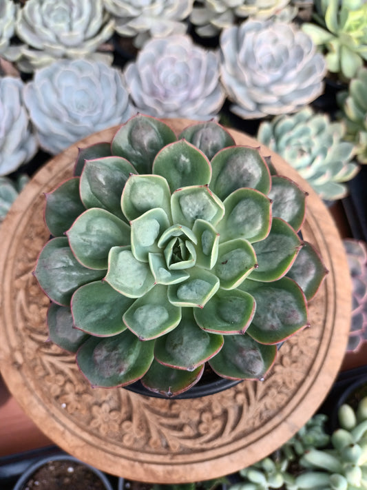 Echeveria 'Bachata' (Raindrops x parva)