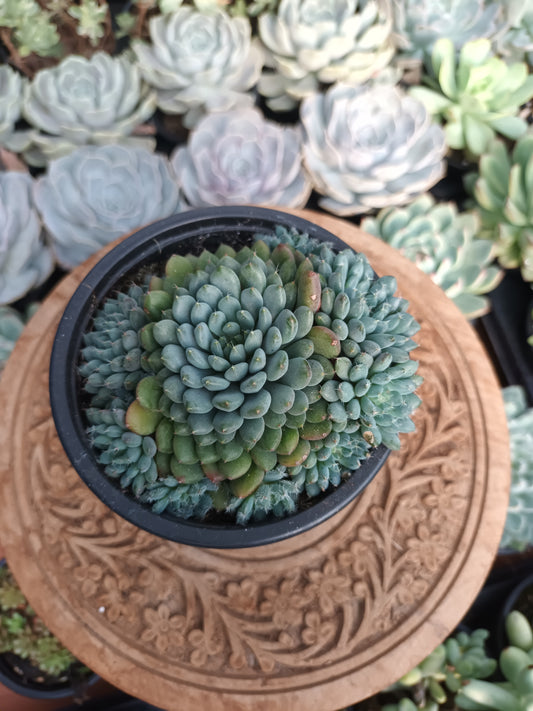 Echeveria Setosa Var. Rundelli