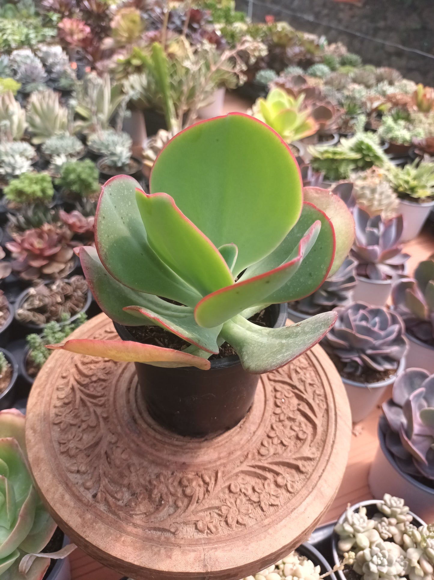 Echeveria gigantea